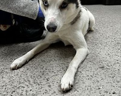 Patches - Border Collie/Husky Mix Puppy for Adoption