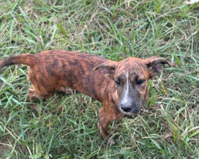 Betty - Plott Hound Female Puppy for Adoption