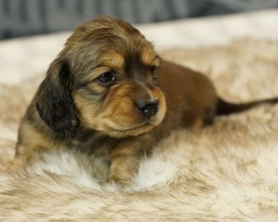 Dachshund puppy for sale - AKC