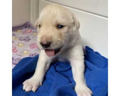 Winnie - Labrador Retriever/German Shepherd Dog Mix Male Puppy for Adoption