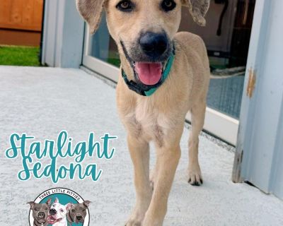 Starlight Sedona the Dog - Labrador Retriever & German Shepherd Dog Mix Female Puppy for Adoption