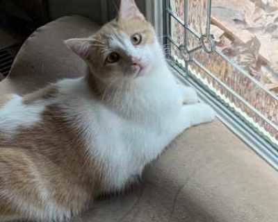 Apollo - Domestic Shorthair Female Cat for Adoption