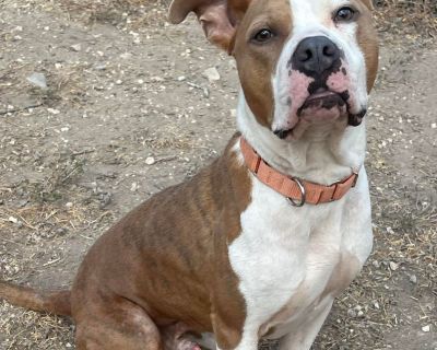 Monty - American Bulldog & Pit Bull Terrier Mix Male Dog for Adoption