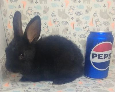 Daxby - Male Rabbit Rabbit for Adoption