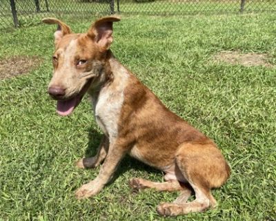 Leif - Cattle Dog Mix Male Puppy for Adoption