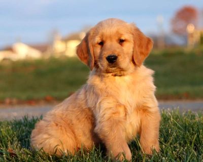 Here is a well socialized and happy natured Golden Retriever puppy available to a forever family! This beautiful pup can be registered with the AKC and comes home with a 30 day health guarantee as well as an extended genetic health guarantee, both provided by the breeders. Seven Up has been seen by a vet and is up to date on shots and de-wormer. He is being raised by a family with children and ...