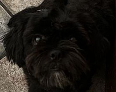 Jimmy - Shih Tzu Male Dog for Adoption