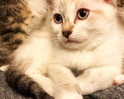 Sprout - Domestic Short Hair & Siamese Mix Female Cat for Adoption
