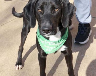 Sebastian - Labrador Retriever Male Puppy for Adoption