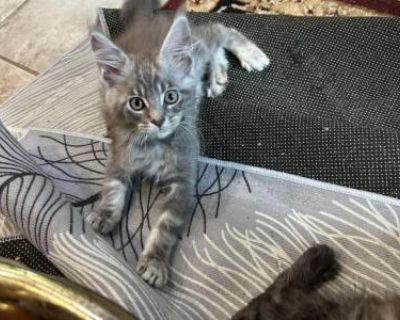 Leo - Maine Coon Male Kitten For Sale