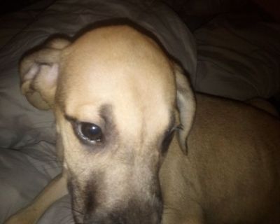 Great dane