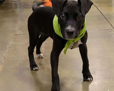 Norah - Labrador Retriever Female Puppy for Adoption