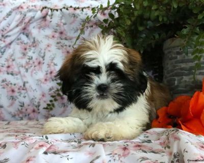 Kimmy - 9 Weeks Male Shih Tzu Puppy for Sale