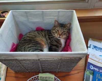 Schnitz is almost 2 and on the shy side but loves to be petted and will roll around your feet for more. He also loves to cuddle by your side while watching tv. We adopted him here at the Parma Animal Shelter as a companion for our other cat Tux. Because I have developed some serious health issues, my husband and I cannot provide the care and attention they require. He is playful and would provi...