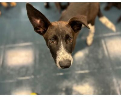 Roulette - Australian Cattle Dog/Labrador Retriever Mix Female Puppy for Adoption