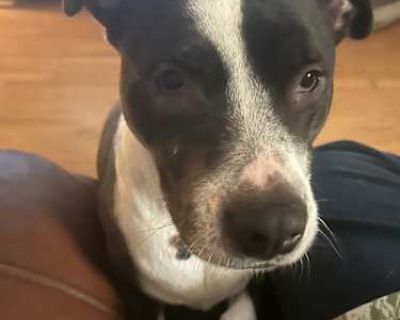MARDI - Pit Bull Terrier Female Dog for Adoption
