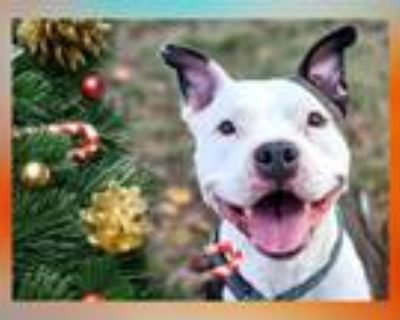 Adopt LAYLA a Pit Bull Terrier
