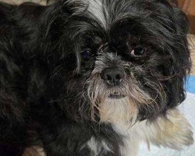 Antwan - Shih Tzu Male Dog for Adoption