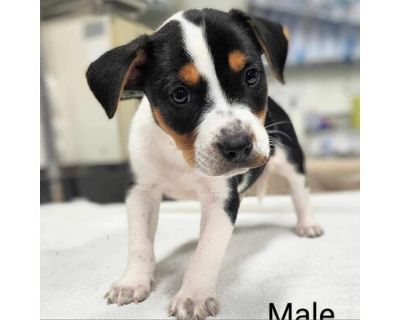 O'rien- Available 9\/14 - Beagle/Mixed Breed (Medium) Mix Male Puppy for Adoption