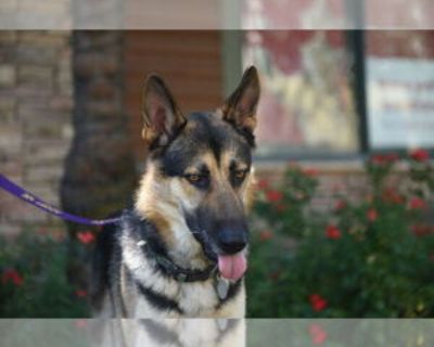 Drake - Male German Shepherd Dog for Adoption