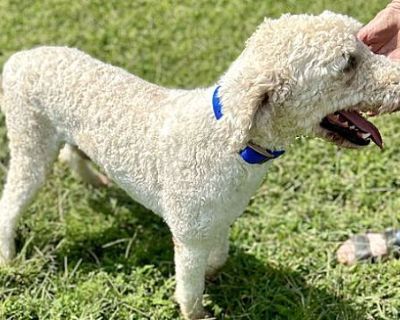 Wally aka Leroy - Poodle (Standard) Male Dog for Adoption