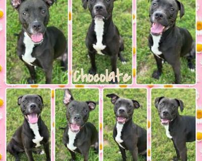 Chocolate - American Pit Bull Terrier Female Dog for Adoption