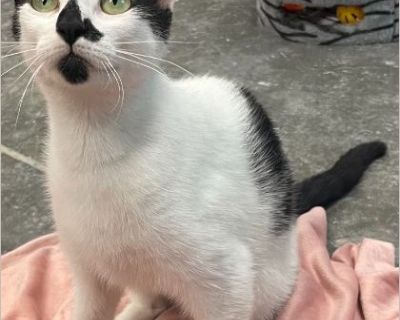 Hi there! My name is Priya and it means 'Beloved' Shelter staff say that I was the most loving Mother they ever did see! But I've got an empty nest now and I am ready to have a family of my own where I am the baby! I will need a good space to roam indoors but not too much space where I can't get close to you :). I love to be affectionate- and can also be playful. I am litter box trained and lik...