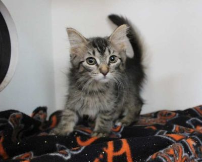 Child. Hair: short. Twinkle Glitterbottom is a shy but sweet little kitten with a calm and respectful personality. She approaches the world gently, and sometimes it can feel a little overwhelming for her but with patience and love, she will thrive. Twinkle Glitterbottom is looking for a kind, understanding person who can help her feel safe and show her just how wonderful life can be. Despite he...