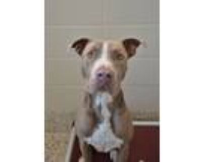 Adopt Twix 49293 a Pit Bull Terrier, Mixed Breed