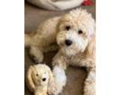 Adopt Hunter a Red/Golden/Orange/Chestnut Goldendoodle / Poodle (Miniature) /