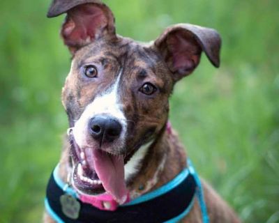 Salem - American Staffordshire Terrier Female Dog for Adoption