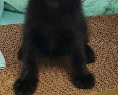 Jett - Domestic Shorthair Female Cat for Adoption