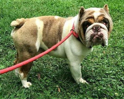 Georgie (SC) - American Bulldog Male Dog for Adoption