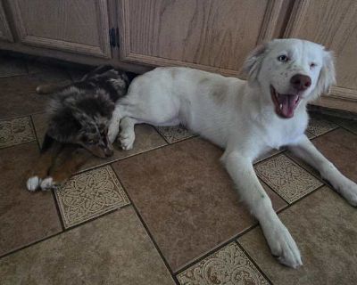 Blossom - Australian Shepherd/Catahoula Leopard Dog Mix Female Puppy for Adoption