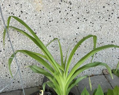 Lily plants