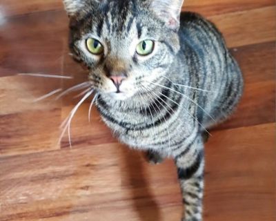 Sawyer - Domestic Short Hair Male Cat for Adoption