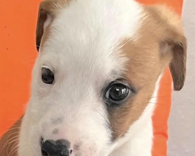 There is so much love in ALPHA ROMEO! ALPHA ROMEO is approximately 7 weeks old and weighs 7 pounds as of October 31, 2025. He adores affection. ALPHA ROMEO wants to snuggle and play then play and snuggle. ALPHA ROMEO is a smart girl and with your nurturing and guidance will be able to be leash and crate trained. She is also young enough to socialize with cats and kids. ALPHA ROMEO already get a...