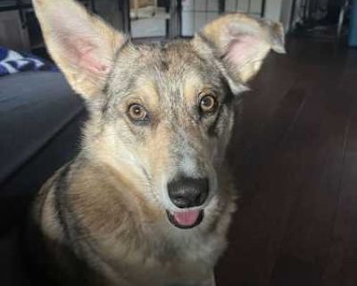 Ellie - Australian Shepherd/German Shepherd Dog Mix Female Dog for Adoption