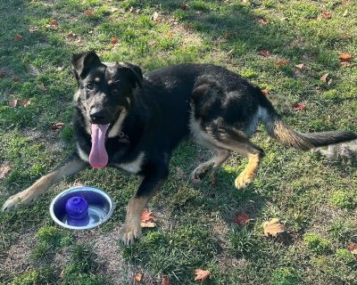 Visit www.wtfarmtn.org to submit an adoption application today! Visit Chief's Facebook photo album: https://www.facebook.com/media/set/?set=a.1107305421578442&type=3 All dogs are age-appropriately vetted: - Spayed/Neutered (3+ months old) - Vaccinated DAPPv (6+ weeks old), Bordetella (6+ weeks old) & Rabies (3+ months old) - Microchipped - Dewormed & Other Internal Parasite Prevention/Treatment...