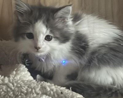 Natalya - Norwegian Forest Cat & Domestic Long Hair Mix Female Cat for Adoption