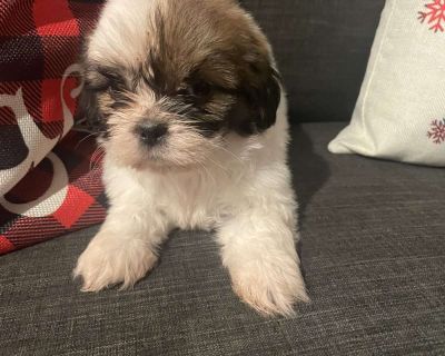 Jennifer - Shih Tzu Puppy For Sale in Pennsylvania