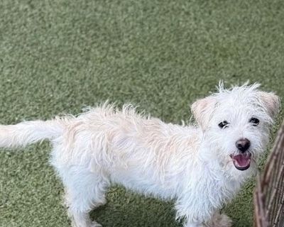 PLEASE READ THE FOLLOWING INFORMATION.... COCO is in foster care in Houston, Texas Her fee includes her transportation There is an application on our website houstonshaggydogrescue.org Coco is approximately 5.5 months old and weighs 6.5 lbs, her Dna shows her to main breeds to be Bichon Frise/Poodle/Chihuahua with 6 other breeds thrown in for good measure... she is a spunky and very smart littl...