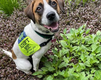 Jersey-Girl - Hound & Beagle Mix Female Dog for Adoption