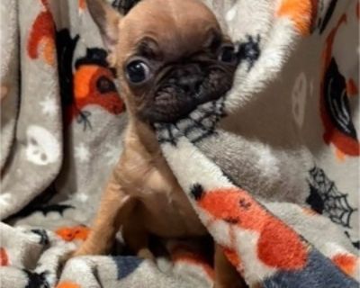 9 Weeks Old * Size at Maturity: Medium * Availability Date: 10/19/2025 * Shipping Area: Pick Up Only * Payment Method: Cash *. Mom is boston terrier and dad is frenchie. vet checked at 6weeks and received 1st shots. Registered. Puppies are raised in our home and socialized with kids and other animals. Any questions please ask