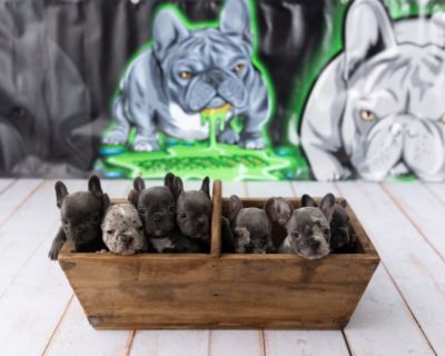 French Bulldog  Puppies