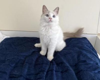 Household pet. Breeding allowed. Not registered. Health certificate shot. Very beautiful sweet kitty.