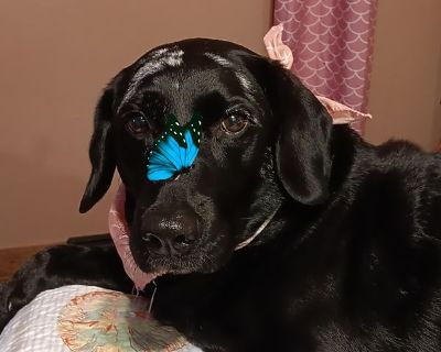 Single mother with 2 older children. We are a family that escaped d.v and have been trying to find our spot. I have a full time job and money saved I can pay ahead of time. To be able heal and breath for once. We have 2 weldogs emotional support with paper work. And a cat. We already lost so much. We are all we have. We have gone everywhere for help on every list..