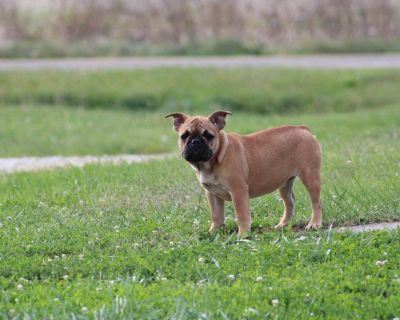 Sandy a Fawn Female French Bulldog is available for adoption. She is very playful and loves romping outside with children. Sandy is up to date on her vaccinations and dewormings. Call or text with any more questions you might have. 660-342-4823 Ill be happy to help!