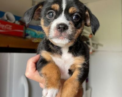 Shih-chi puppies