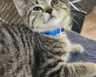 CeCe-6082 - Domestic Shorthair Female Cat for Adoption